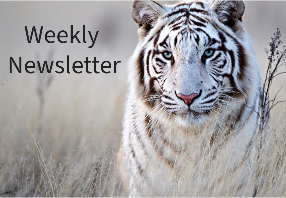  PG Weekly Newsletter